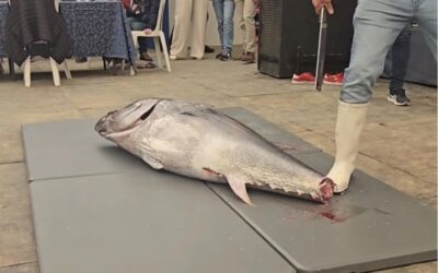 DEGUSTACIÓN DE ATÚN Y JAMÓN